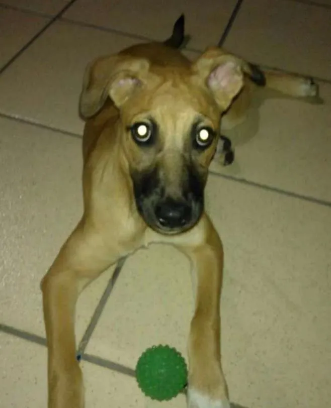 Cachorro ra a Vira lata  idade 3 anos nome Luna