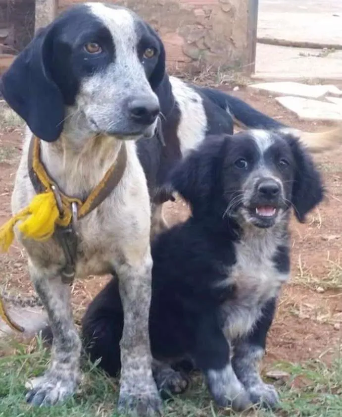 Cachorro ra a Srd idade 2 a 6 meses nome Filhotes