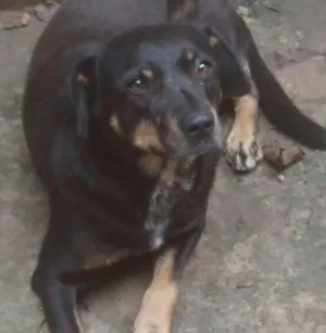 Cachorro raça  idade 2 anos nome Morena