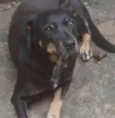 Cachorro raça  idade 2 anos nome Morena