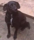 Cachorro raça  idade 5 anos nome Nega