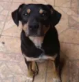 Negão