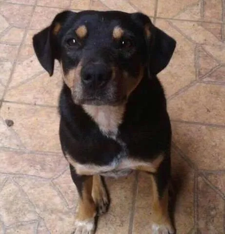 Cachorro ra a  idade 2 anos nome Negão