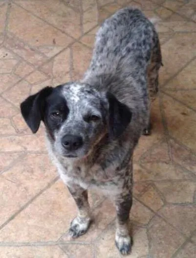 Cachorro ra a  idade  nome Floquinho