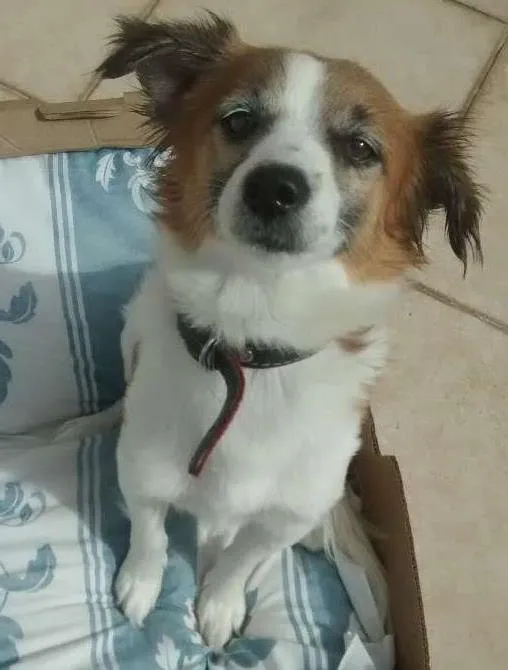 Cachorro ra a RND idade 2 anos nome Toby