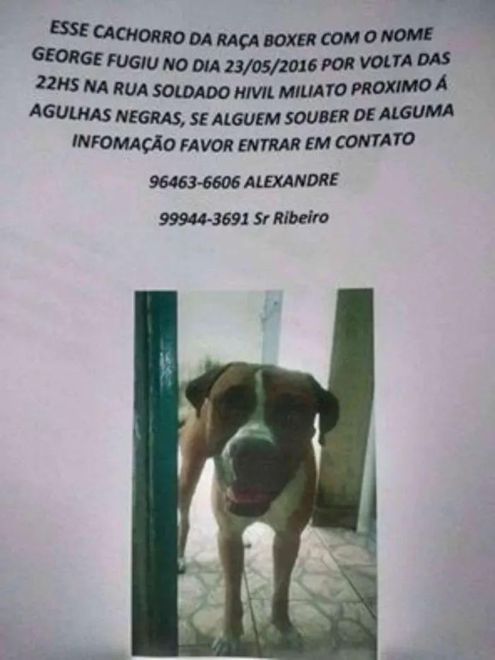 Cachorro ra a Boxer idade 3 anos nome George