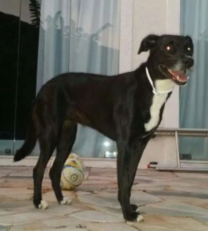 Cachorro ra a Srd idade 5 anos nome Titi