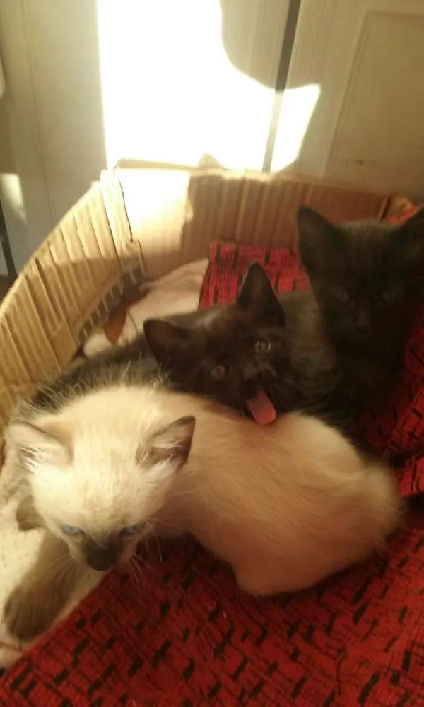Gato ra a sem raça idade 2 a 6 meses nome Varios