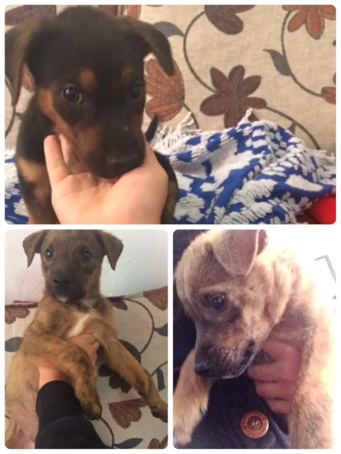 Cachorro ra a  idade Abaixo de 2 meses nome Iron e pretinha
