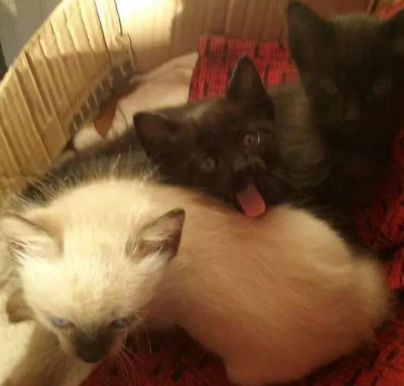 Gato ra a sem raça idade 2 a 6 meses nome Varios