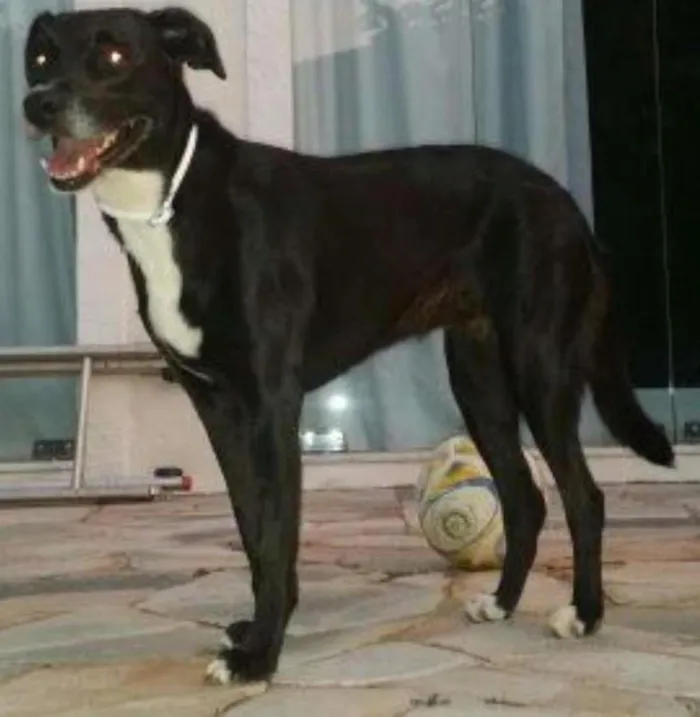 Cachorro ra a Srd idade 5 anos nome Titi