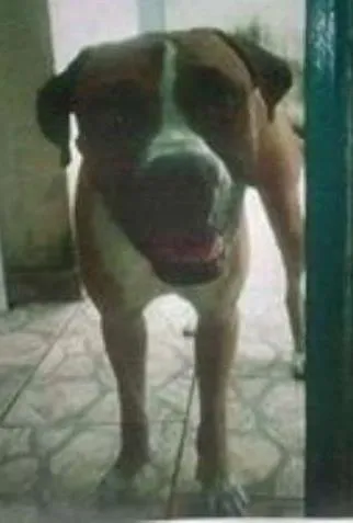 Cachorro ra a Boxer idade 3 anos nome George