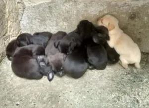 Gato raça Mestiço idade Abaixo de 2 meses nome Sem nome