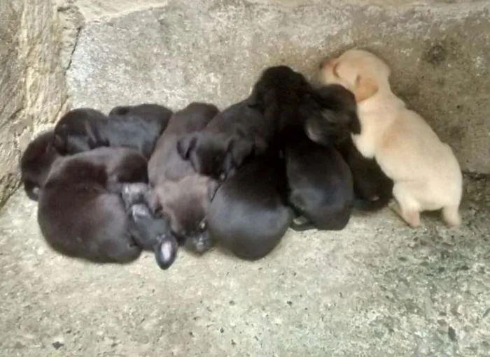 Gato ra a Mestiço idade Abaixo de 2 meses nome Sem nome