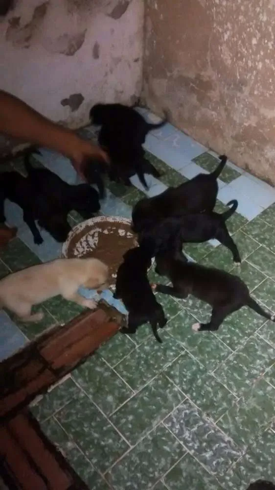Gato ra a Mestiço idade Abaixo de 2 meses nome Sem nome