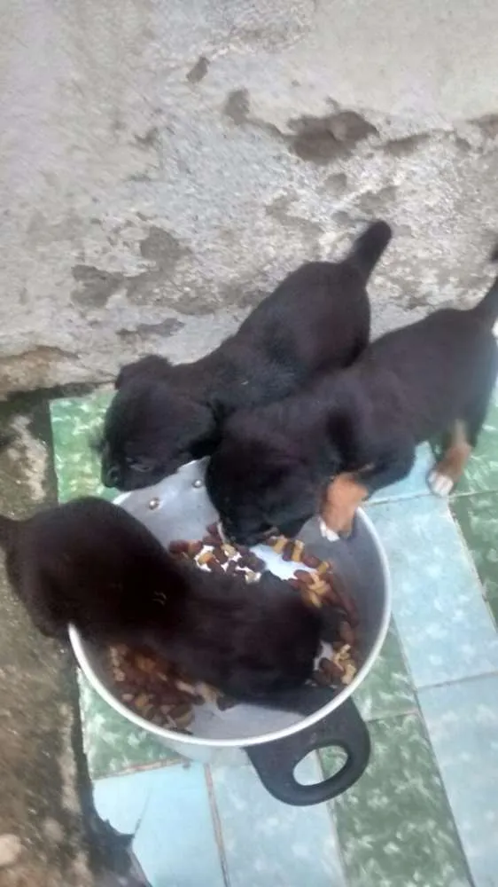 Gato ra a Mestiço idade Abaixo de 2 meses nome Sem nome