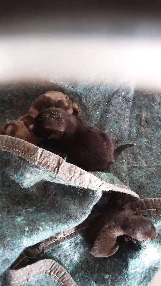 Cachorro raça - idade Abaixo de 2 meses nome -