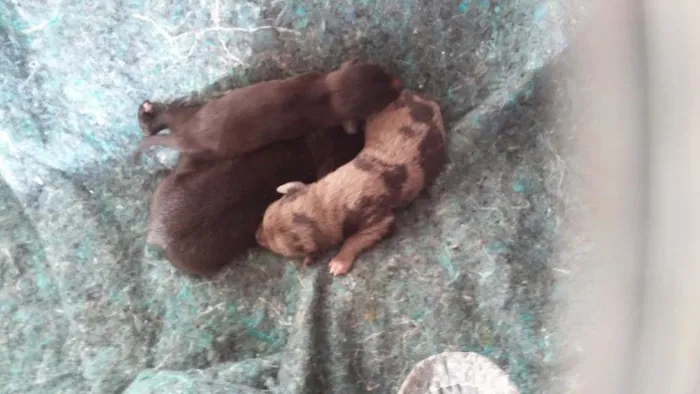 Cachorro raça - idade Abaixo de 2 meses nome -