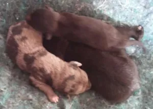 Cachorro raça - idade Abaixo de 2 meses nome -