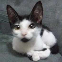 Gato raça SRD idade 7 a 11 meses nome Anastácia