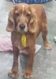 Cheddar (Cocker)