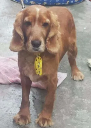 Cachorro raça Cocker idade 6 ou mais anos nome Cheddar (Cocker)