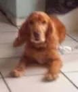 Cheddar (Cocker)
