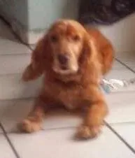 Cachorro ra a Cocker idade 6 ou mais anos nome Cheddar (Cocker)