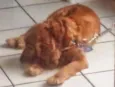 Cheddar (Cocker)