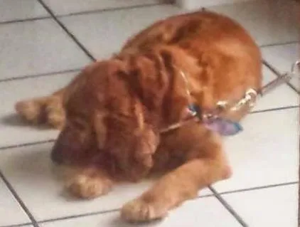 Cachorro ra a Cocker idade 6 ou mais anos nome Cheddar (Cocker)