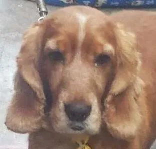 Cachorro ra a Cocker idade 6 ou mais anos nome Cheddar (Cocker)