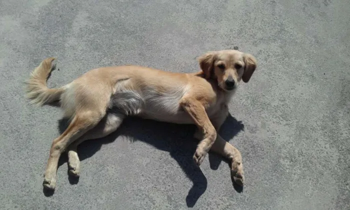 Cachorro ra a Raça indefinida  idade 7 a 11 meses nome Sem nome