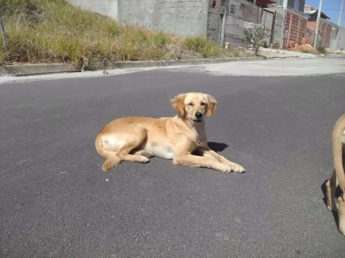 Cachorro ra a Raça indefinida  idade 7 a 11 meses nome Sem nome