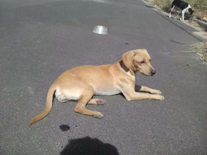 Cachorro ra a Raça indefinida  idade 7 a 11 meses nome Sem nome