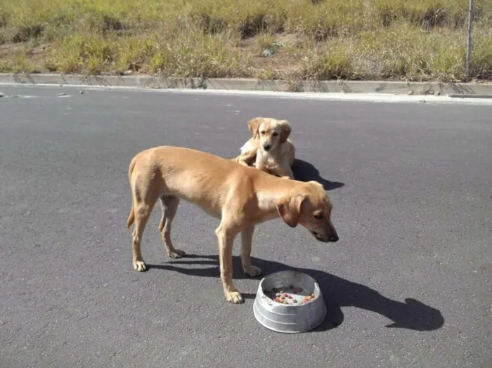 Cachorro ra a Raça indefinida  idade 7 a 11 meses nome Sem nome