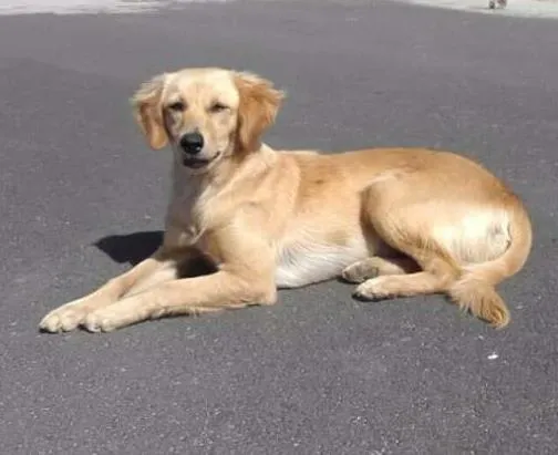 Cachorro ra a Raça indefinida  idade 7 a 11 meses nome Sem nome