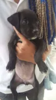 Pretinha