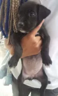 Pretinha