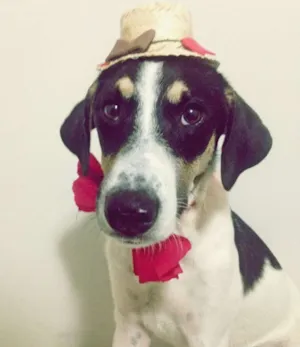 Cachorro raça SRD idade 7 a 11 meses nome Chico