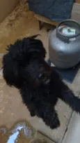 Bela