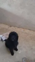 Bela