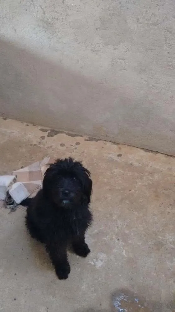 Cachorro raça Poodle idade 1 ano nome Bela