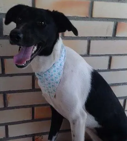 Cachorro ra a Collie e viralata idade 1 ano nome Sem nome