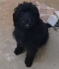 Bela