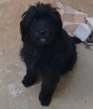Cachorro raça Poodle idade 1 ano nome Bela