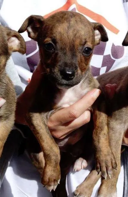 Cachorro ra a SRD idade 2 a 6 meses nome Fog