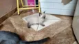 gatinhos