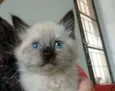 gatinhos