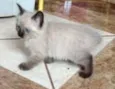 gatinhos