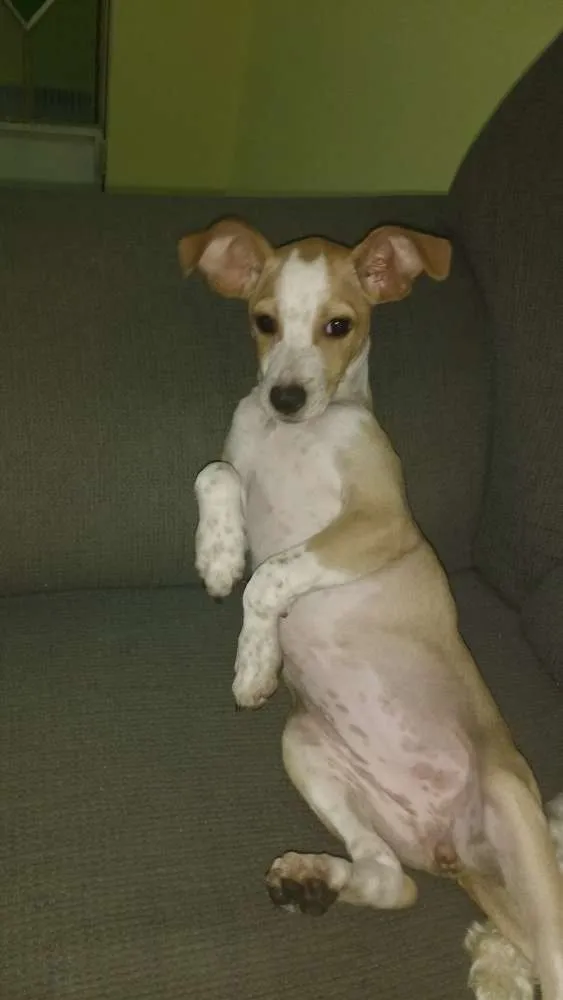 Cachorro raça Sem graça definida idade 2 a 6 meses nome Lua